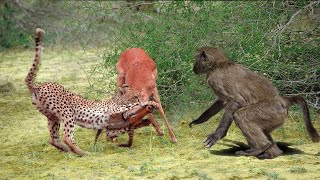 Kind hearted Baboons Save Impala's Life From CHEETAH'S Hunt   Baboon, Impala, Crocodile vs Cheetah