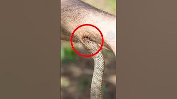 CÁCH SỐNG SÓT KHI BỊ RẮN CẮN | 😨 (Có Thể Bạn Chưa Biết) #dongvat