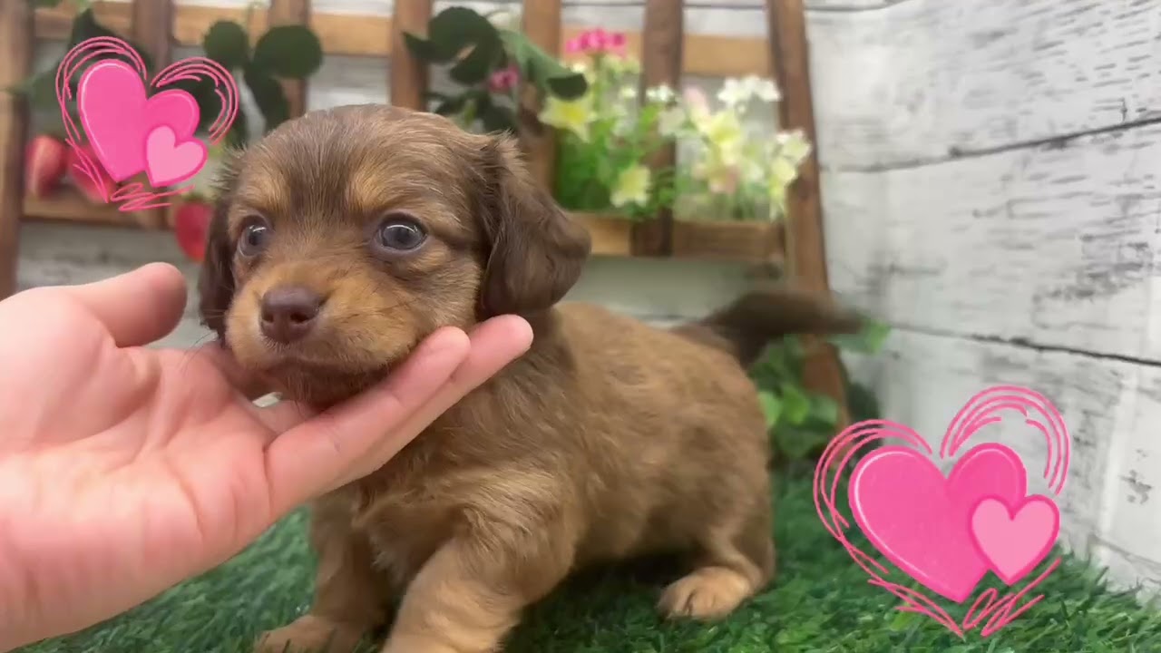 価格の安い♥犬MIX（チワワ×ミニチュアダックスフンド） ♀【動画あり
