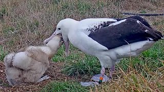 Royal Albatross~Skycall for Dad! he comes for feeding little QT~9:39 AM 2022/03/30