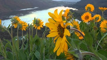 Rowena Crest: Gorge-ous Views! 🌻🌿
