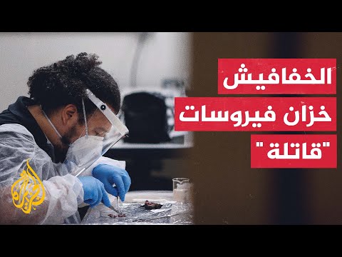 تحذيرات من عبث البشر بالنظم البيئية للخفافيش