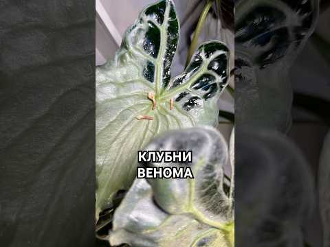 🔥МОЯ ШИКАРНАЯ АЛОКАЗИЯ ВЕНОМ ДАЛА КЛУБНИ!😋 ГОТОВ ПРОДАТЬ ИХ #клубни #веном #алоказия #растения