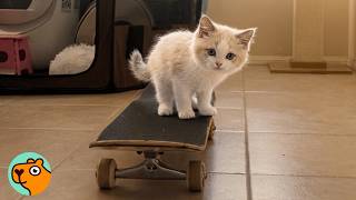 Kitten Teaches Herself How To Skateboard | Cuddle Buddies