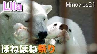 Polar Bears eat the bone, played　ほねほね祭りに大興奮のリラ ホッキョクグマ親子