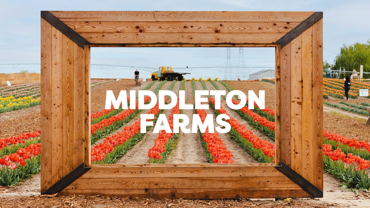 Planting 370,000 Tulips by Hand - Tri-Cities, Washington