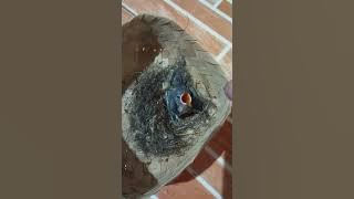 Meloloh anakan burung RPM (Rambatan paruh merah)