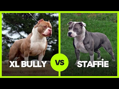 Video: Wat is het verschil tussen de Staffordshire Bull Terrier en de Bull Terrier