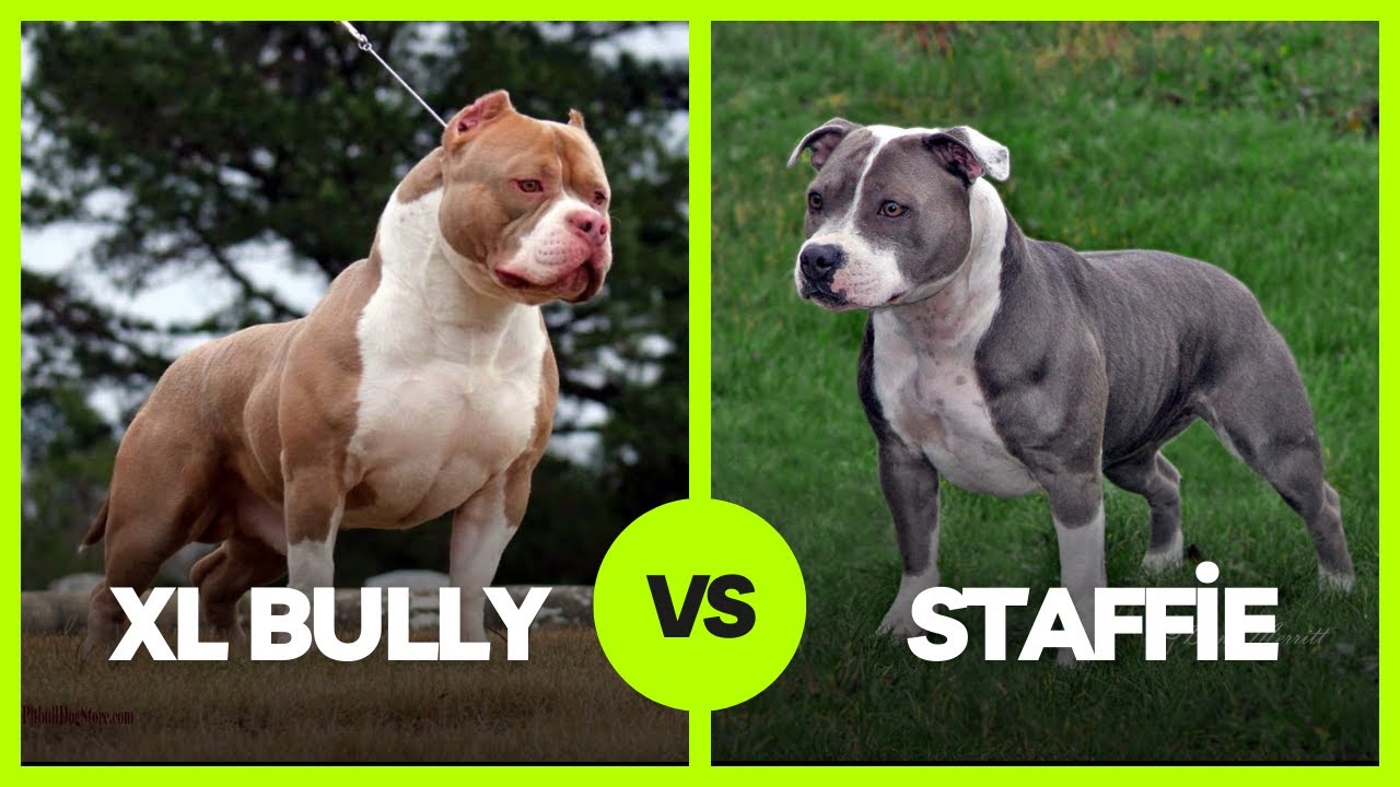 Dog Mom Demonstrates Difference Between Her Staffy and American Bully in  Funny Video