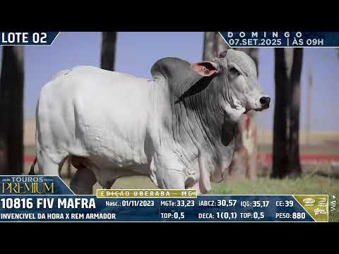 LOTE 02