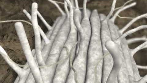 Rhizoctonia Root Rot Preview Clip