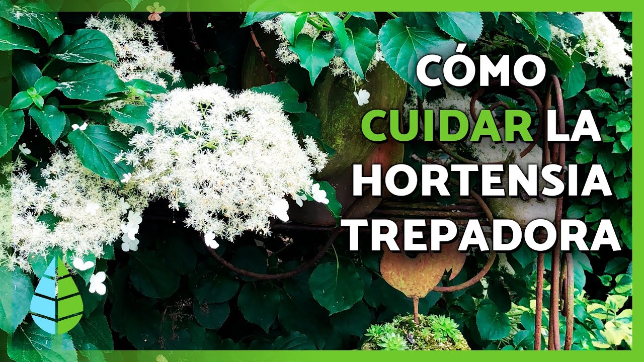 La planta trepadora que transformará tu jardín en una cascada blanca |  Posta MX Deportes, image size:1280x720