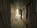 Hidden Forest Container Cabin | Minimalist Container Bedroom in the Woods