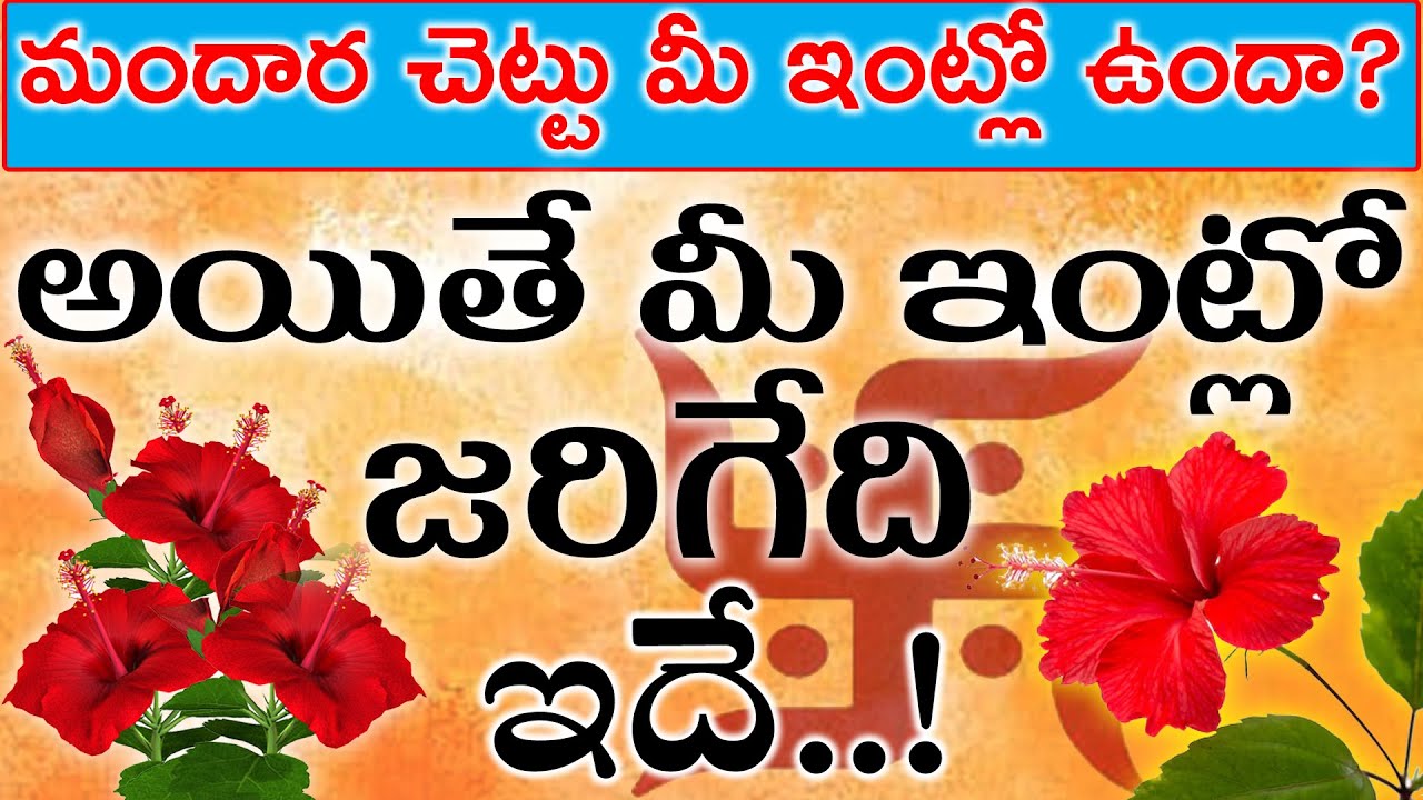 మందార చెట్టు మీ ఇంట్లో ఉందా..అయితే మీ ఇంట్లో జరిగేది ఇదే!