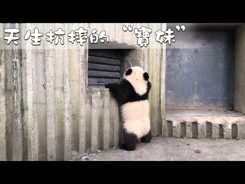 《熊貓早晚安》天生抗摔的“寶妹” | iPanda熊貓頻道