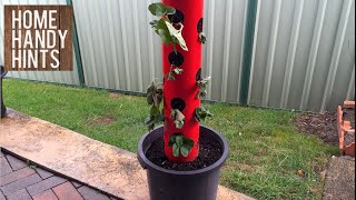 This video shows you how you can make a very easy strawberry/herb/lettuce tower that will fit in just about any spot. Perfect for small 