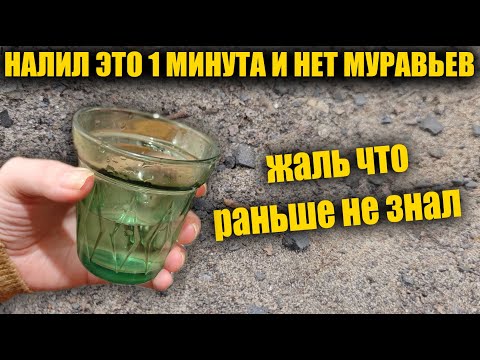 МУРАВЬИ БОЯТСЯ ТОЛЬКО ЭТО, СРАЗУ УЙДУТ НАВСЕГДА! БЫСТРЫЙ СПОСОБ КАК ИЗБАВИТЬСЯ ОТ МУРАВЬЕВ