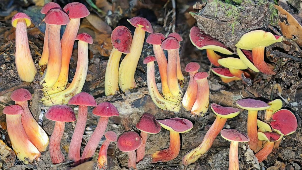 ป๊าดงามคักเก็บเห็ดผึ้งแดงชีรอบแรกของปี ดอกจูมๆขาอวบๆกำลังงามๆ หมานๆ 7/3/2569