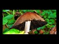 Coprinellus Micaceus - Mica Cap