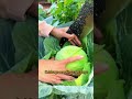 Veggie seedlings timeline 🌿