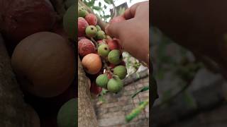 Ficus (Fig Tree Or Figs)