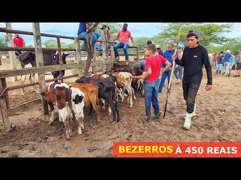 FEIRA DO GADO EM CARUARU-PE 03-03-2025 #nordeste