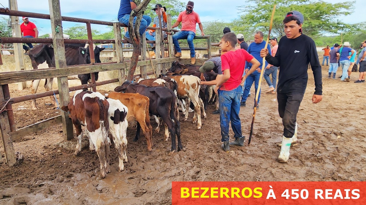 FEIRA DO GADO EM CARUARU-PE  03-03-2025 #nordeste