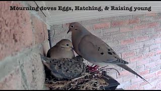 From empty to fledgling | Timelapse video | Mourning doves!