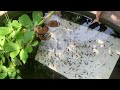 How to maintain a clean and healthy fish pond environment
