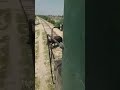 Buffalo hit with train#shorts