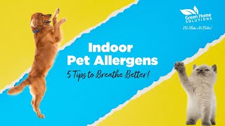 5 Tips to Reduce Pet Allergies at Home | Green Home Solutions Indoor Air Quality Guide