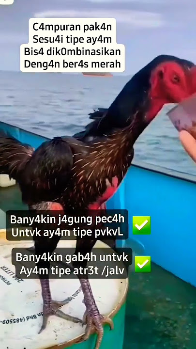Mitos atau fakta ketua 🙏 #shorts #chicken #rooster #story #ayam #petarung #fight #ayam #laga