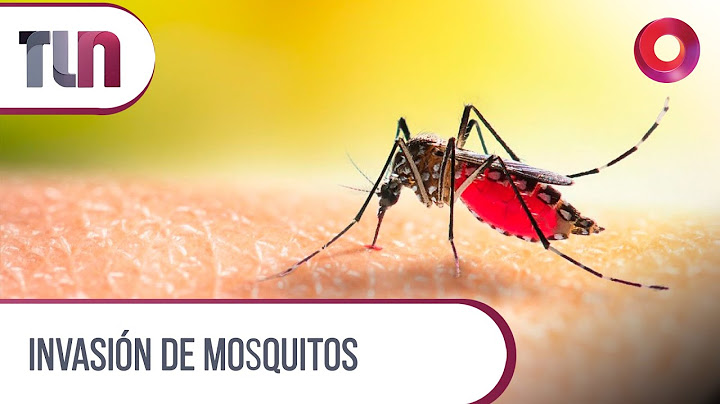 INVASIÓN DE MOSQUITOS | #Telenueve