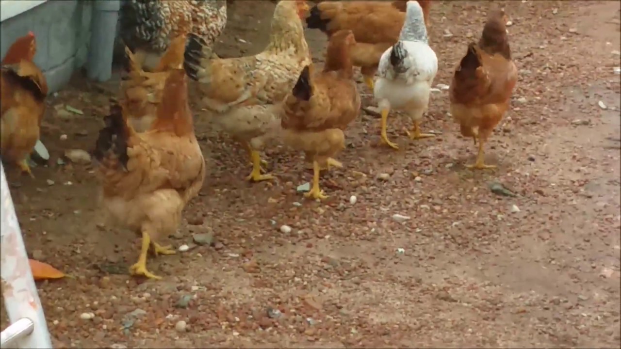Cage Free Chicken Kerala India Youtube