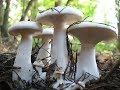 Эликсир Жизни и губительные яды русских лесов. Часть 1. Целебные грибы, о которых вы не знаете.