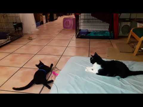 Cats chasing a feather on a string attached to a stick up and down shelves and Cat walkways(2)