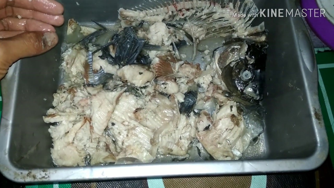 Umpan gt lele pakai ikan mas