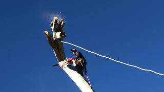 Eucalyptus Tree Removal