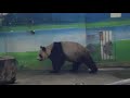 20200429 圓圓竹葉未解繩 彪哥換位反坐正 Giant Panda Yuan Yuan