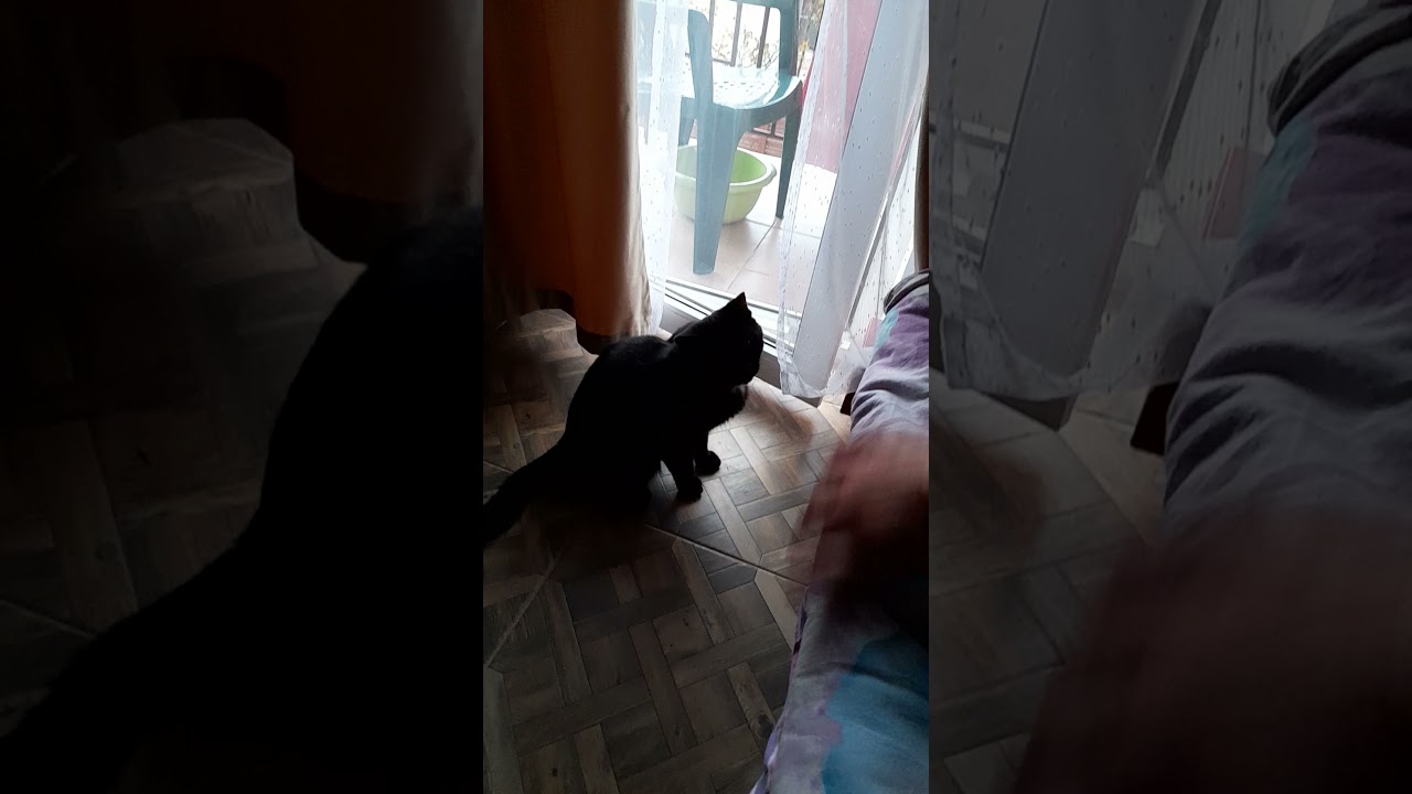 кот суперДжекс