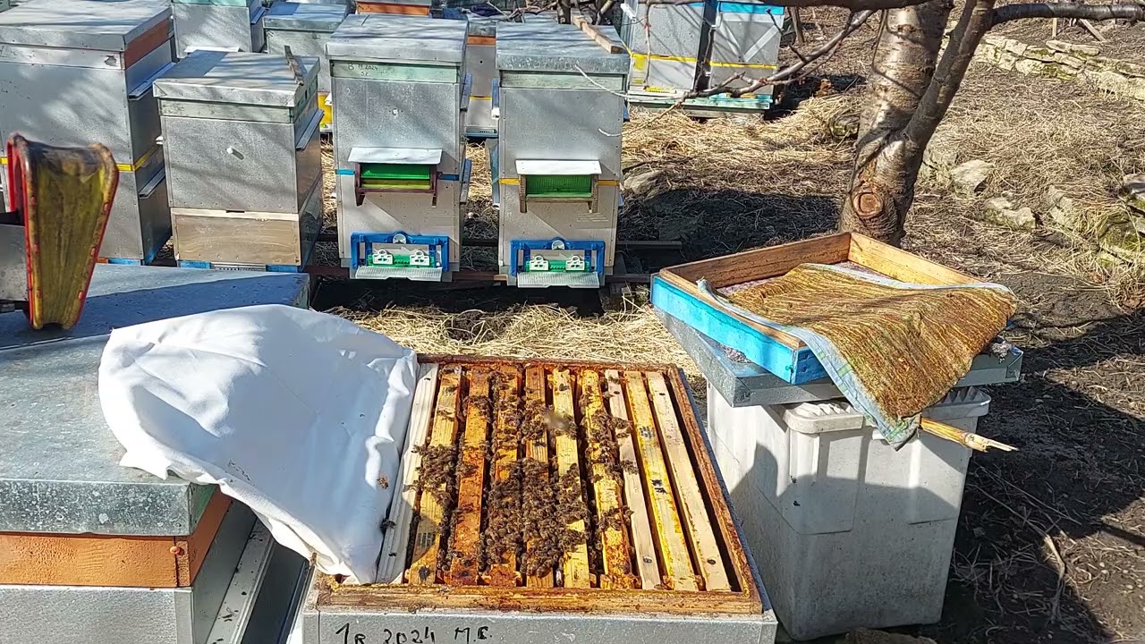 Nr 253, 1 martie 2026 ,un martisor pt albinute😅🥰