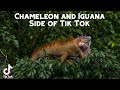 Chameleon AND Iguana Side of Tik Tok