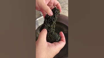 Rong Nho Biển Tươi – Siêu Thực Phẩm Cho Sức Khỏe Và Sắc Đẹp