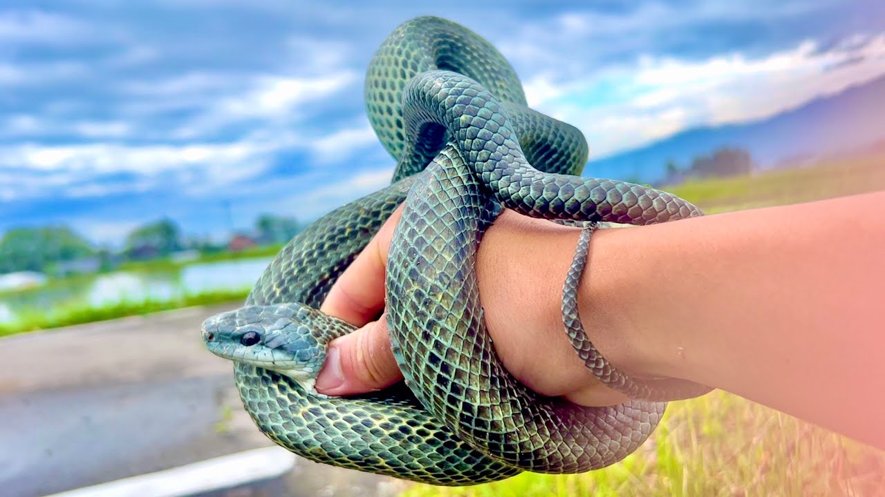 Big snake attacked me. - YouTube
