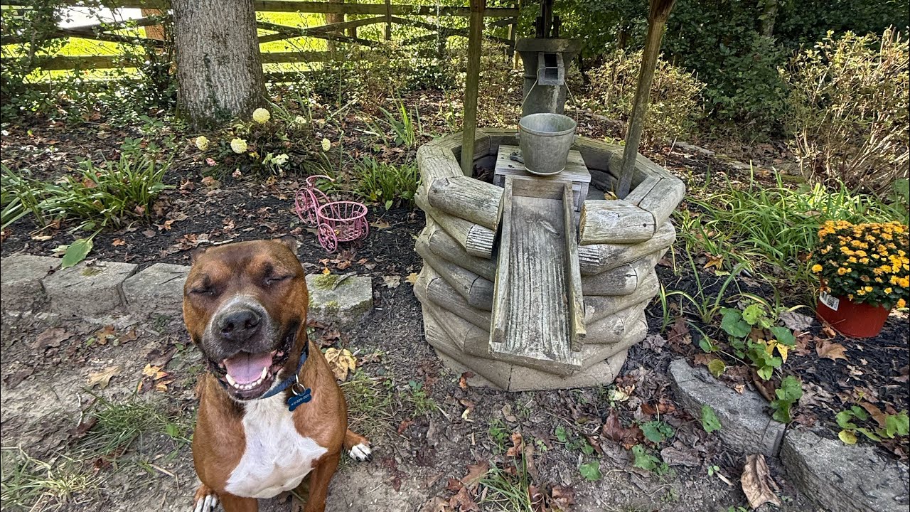 Джок и Беллинджер (Белли) ❤️