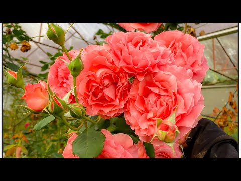 Video Kỹ Thuật Xử Lý Hoa Hồng Nguyên Bản Rễ Trần - youtube