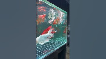 Cám Finn Koika - Thức ăn cao cấp cho các loại cá. Guppy, molly, cá chép, cá vàng….#08/11.25