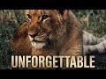 Unforgettable #wildlife #safari #nature #wildcats #lions #lion #suno #song #marimba