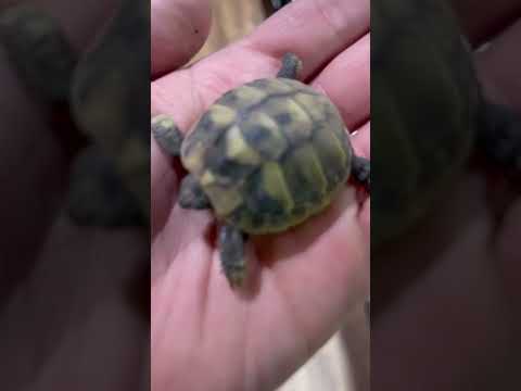 Video: Razorback Musk Turtle