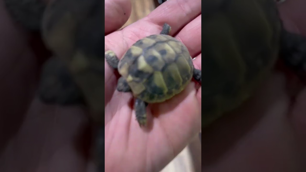 Hatchling Hermann’s Tortoises 